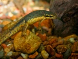 Eastern Newt