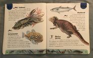 Ocean Life Dictionary (14)