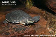 Pig-nosed-turtle-underwater.jpg