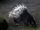 Sumatran Porcupine
