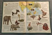 The Animal Atlas (22)