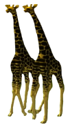 Giraffes,