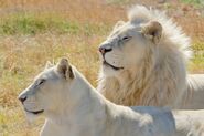 White Lion and Lioness