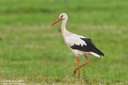 White Stork As Itself (Carl The Stork And Others Storks)