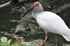 Crested Ibis as Eosipterus