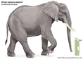 African Savanna Elephant Anatomy.jpg (20 KB)