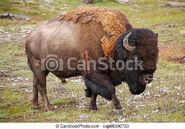 American Bison in Canada