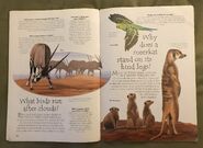Desert Animals (Over 100 Questions and Answers to Things You Want to Know) (8)