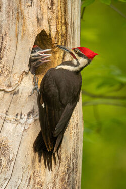 Pileated Woodpecker The Parody Wiki Fandom