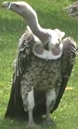 Indianapolis Zoo Vulture.png (314 KB) Rüppelle's Vulture