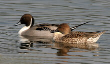 Northern Pintails (Male & Female) I IMG 0911.jpg