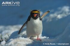 Penguin, Macaroni.jpg