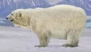 Polar bear switch zoo.jpg (18 KB)