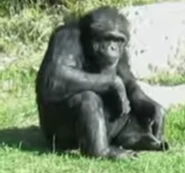 Sedgwick County Zoo Chimpanzee.png (995 KB) Common Chimpanzee