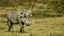 3b+warthog+-+ngo+-+mce.jpg