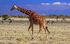 Reticulated Giraffe as Brontosaurus