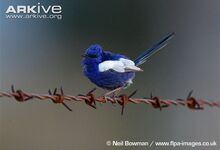 Adult-male-white-winged-fairy-wren-on-barbed-wire-singing.jpg