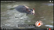 Animal Atlas Hippos