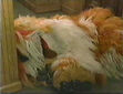 Barkley sleeping and dreaming of fribees in episode 2969