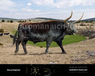 Aurochs as Triceratops