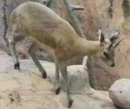 Brookfield Zoo Klipspringer