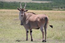 Common Eland.jpg