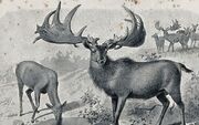 Recortado MI esqueleto de alce irlandés Megaloceros giganteus.jpg
