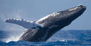 Humpback Whale as Itself