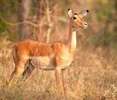 Impala-Female-Aepyceros-melampus
