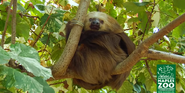 Naples Zoo Sloth