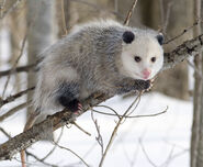 Virginia Opossum as Caitlin