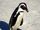 African Penguin/Gallery