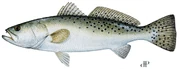 Spotted.seatrout.peebles.1000
