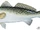 Spotted Seatrout
