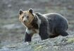 Tibetan Blue Bear