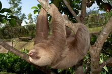 Two toed Sloth In Motion 600.jpg