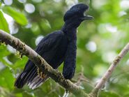 Umbrellabird, Long-Wattled (V2)