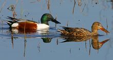 550px-Northern Shoveler.jpg