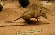 Elephant shrew, checkered.jpg