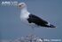 Greater Black-Backed Gull as Rhamphorhynchus