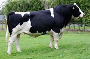 Holstein Bull.jpg