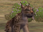 Iberian-lynx-zootycoon2018