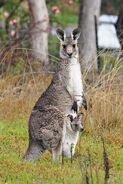 Eastern Grey Kangaroo as Red Kangaroo