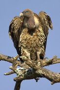 Ruppell's Vulture as Lone Gustiler