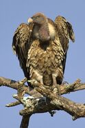 Rüppell's Vulture.jpg