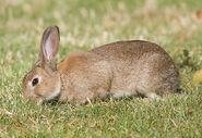 European Rabbit as Hamster