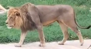 Masai Lion as Pluto