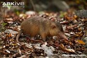 Solenodon paradoxus.jpg