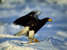 Steller-sea-eagle 724 600x450.jpg