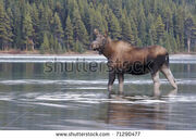 Stock-photo-female-cow-moose-in-water-with-green-trees-in-background-71290477.jpg
